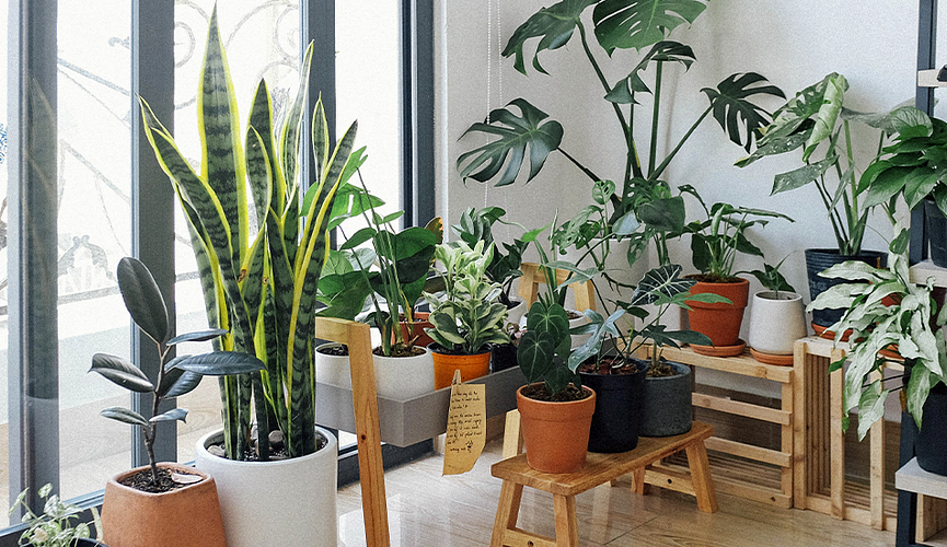 Improve Your Mood this Winter Season with the Best House Plants