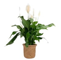 32″ Live Peace Lily Plant in Basket