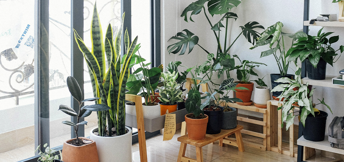 Улучшай своё настроение зимой с помощью комнатных растений