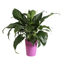 Costa Farms Live Indoor 15in. Peace Lily, Decor Pot