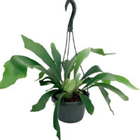 Staghorn Fern – 6″ Hanging Plant – Exotic House Plant