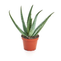 Home Botanicals 4″ Aloe Vera Plant